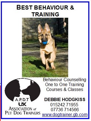 Best Behavior Dog Training