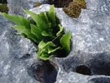 Fern