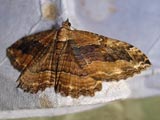 Moth