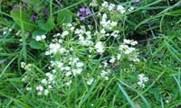 Limestone bedstraw