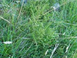 Limestone Fern Polypody