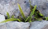 Maidenhair spleenwort