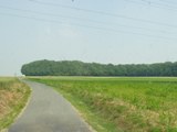 Rossignol Wood
